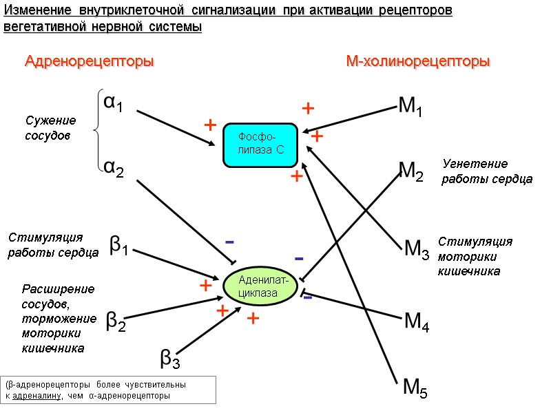 Адренорецепторы М-холинорецепторы α1 α2 β1 β2 М1 М2 М3 М4 М5 Аденилат-циклаза Фосфо-липаза С